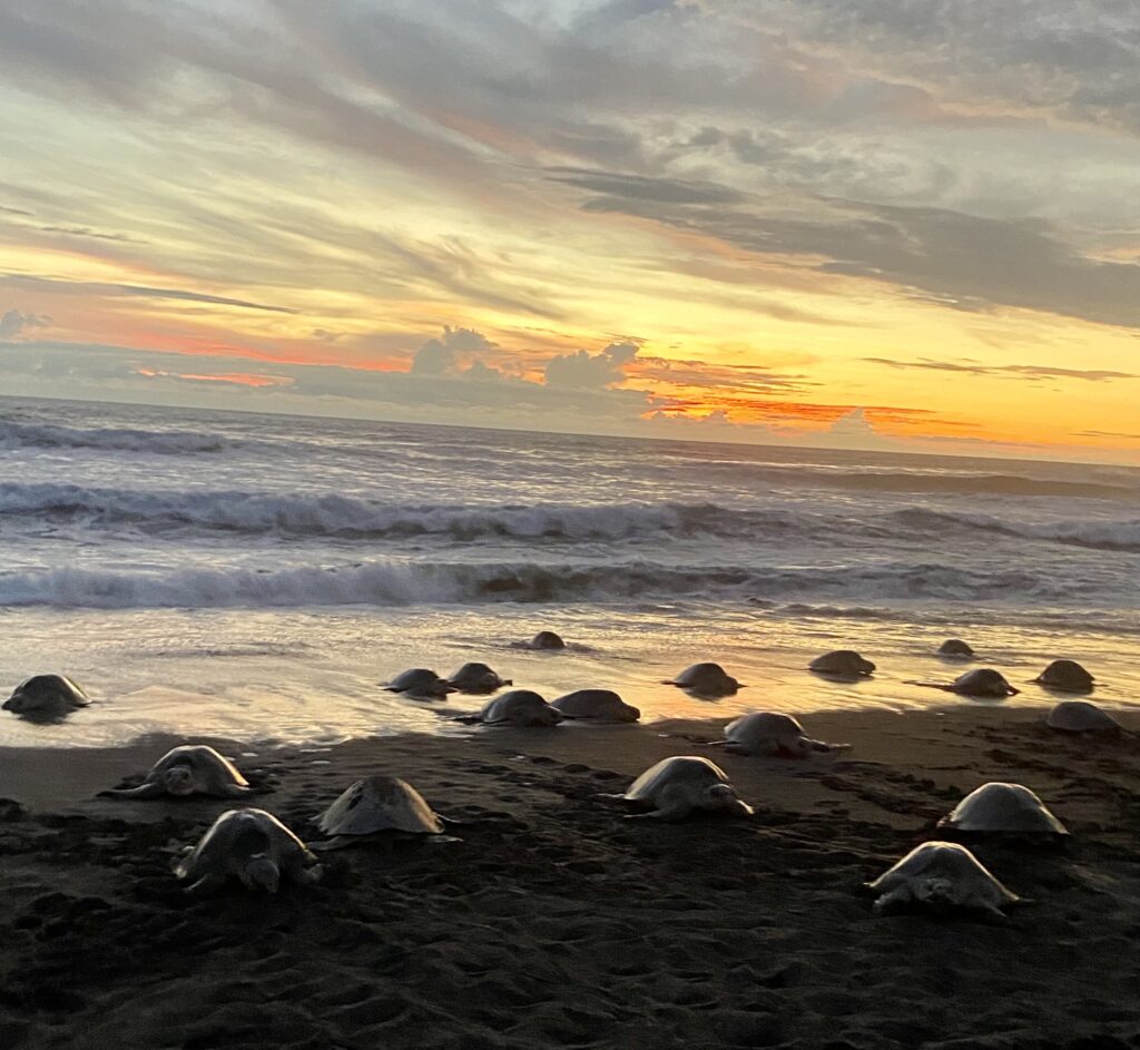 Olive ridley sea turtles arribada nesting at sunset, Ostional Wildlife Refuge Costa Rica