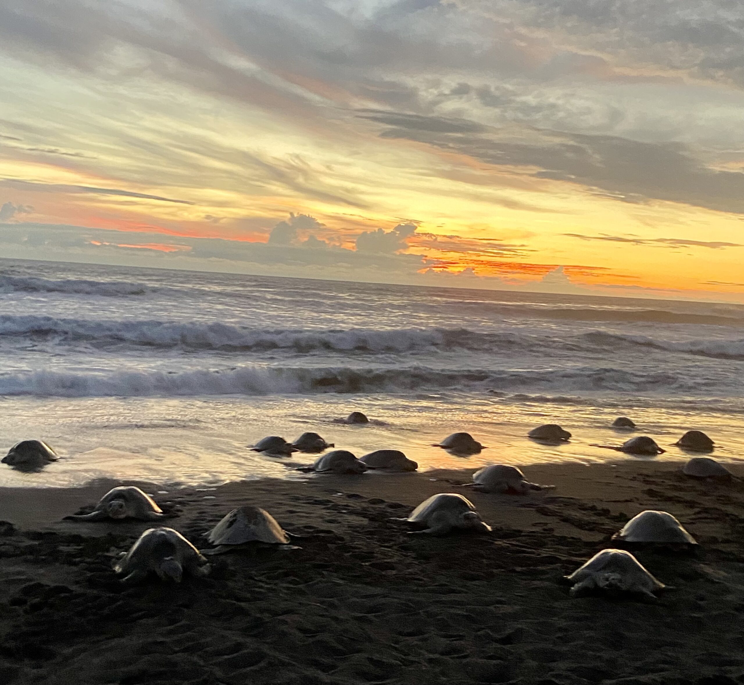 Olive ridley sea turtles arribada nesting at sunset, Ostional Wildlife Refuge Costa Rica