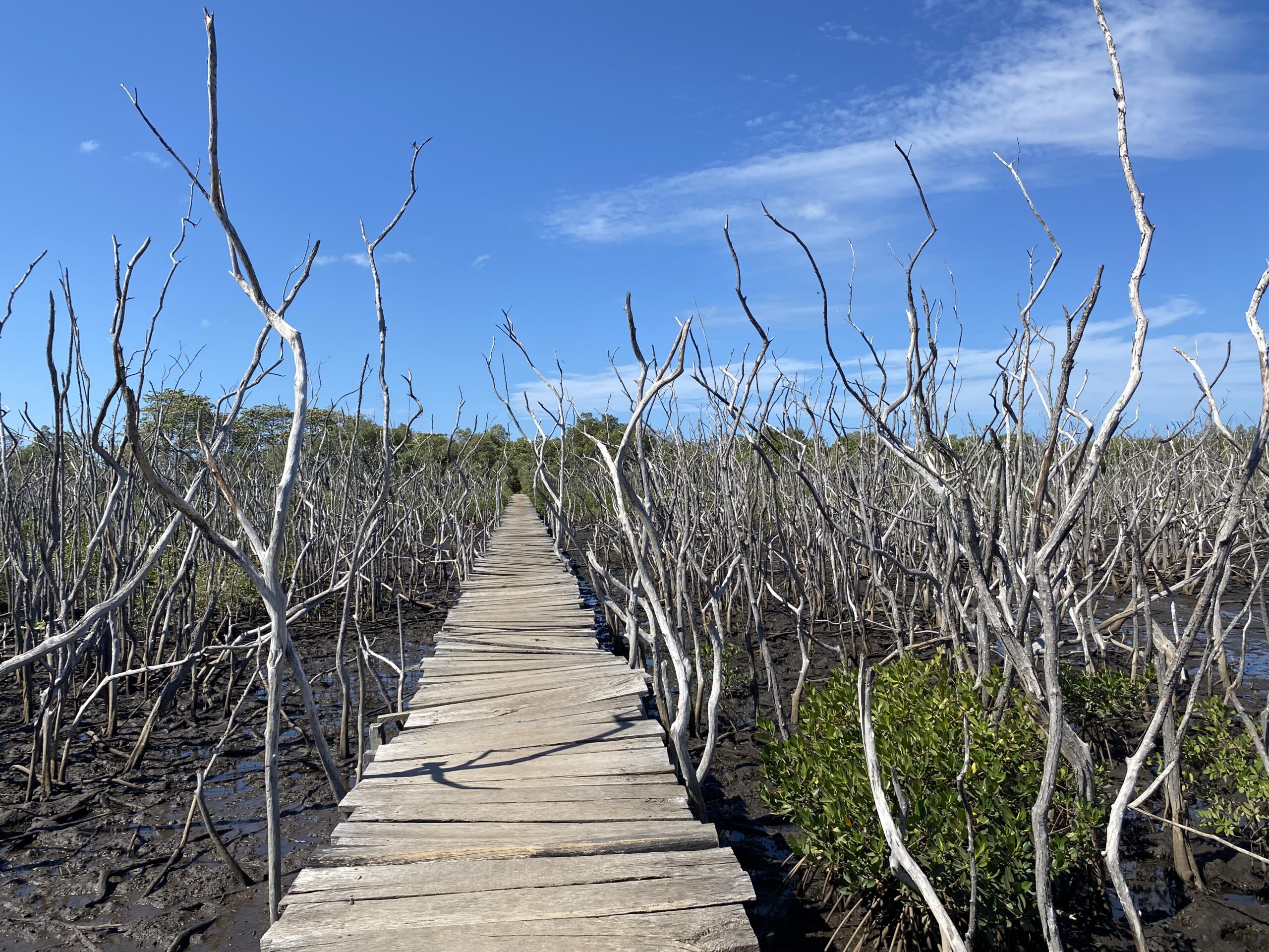 Wooden Bridge Through the Avellanas Mangroves - Buyer's Agent Representation in Costa Rica | Pura Vida Tribe