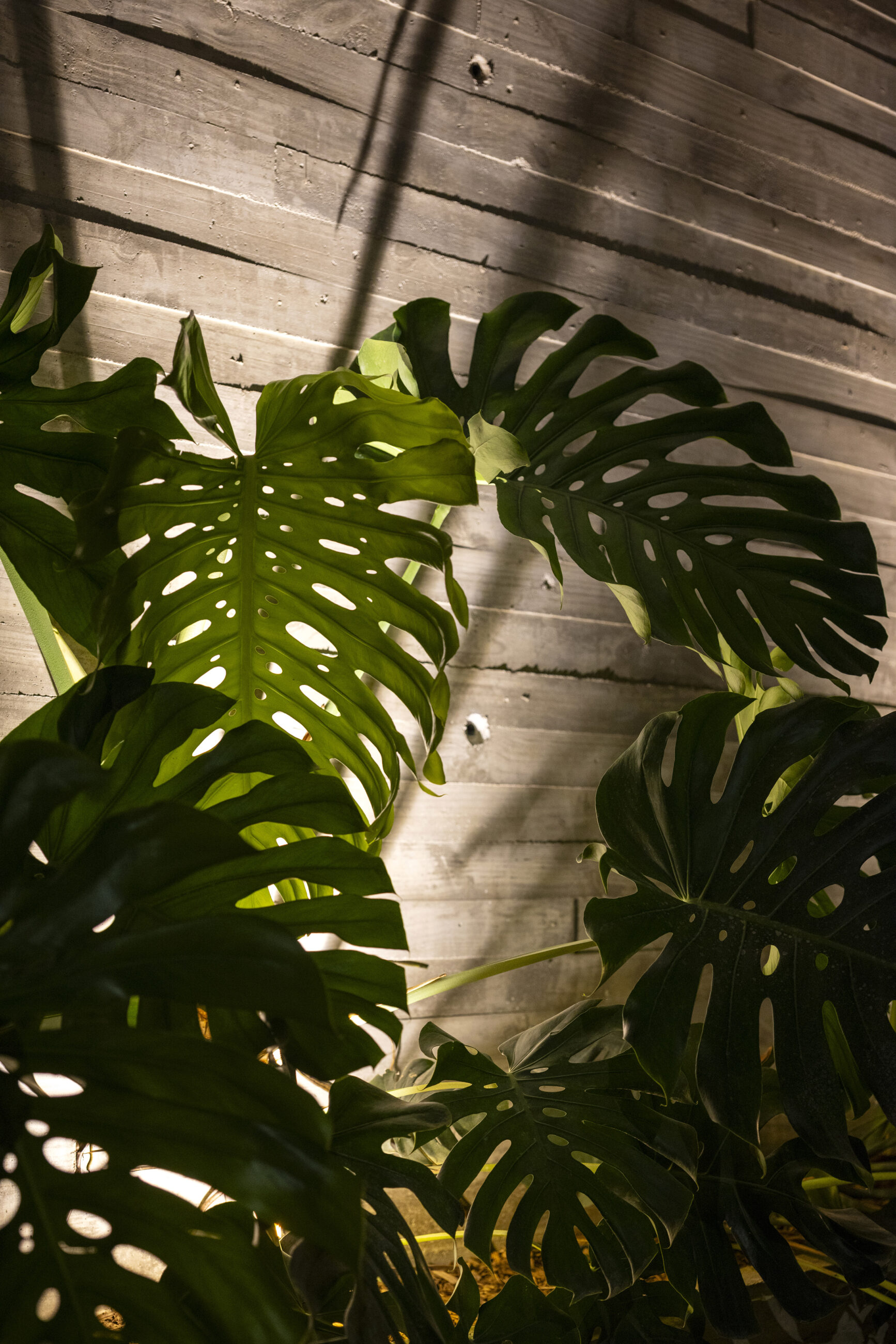 Casa Prana - High-End Beach Mansion in Playa Grande, Thoughtfully Crafted for You