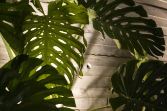 Casa Prana - High-End Beach Mansion in Playa Grande, Thoughtfully Crafted for You